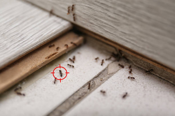 Best Residential Pest Control  in Holden, MO