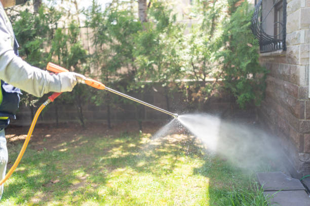 Best Wasp Removal Services  in Holden, MO
