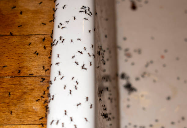 Best Best Pest Control Near Me  in Holden, MO