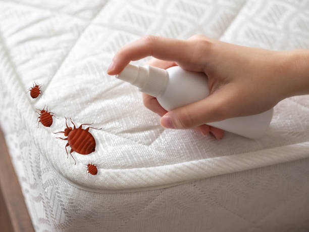 Best Pest Control Near Me in Holden, MO