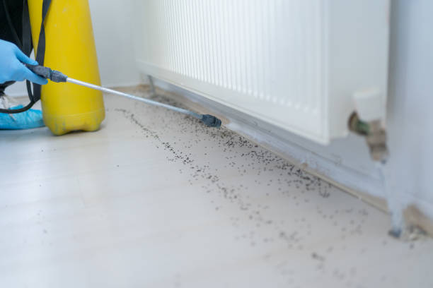 Best Pest Removal Services  in Holden, MO